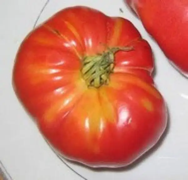 Tomaten: Grandfather Ashlock