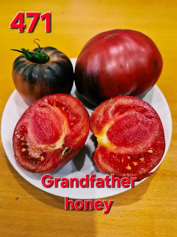 Tomaten: Grandfather honey