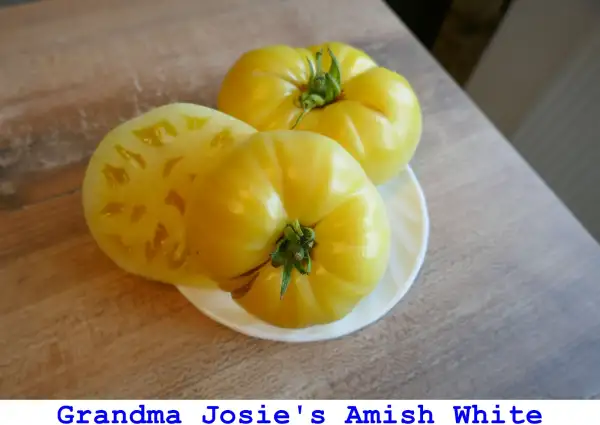 Tomaten: Grandma Josie’s Amish White