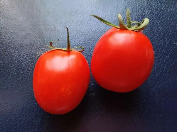 Tomaten: Grandma Mary