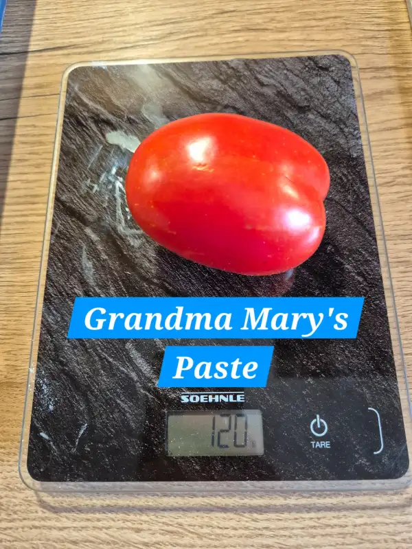 Tomaten: Grandma Marys Paste