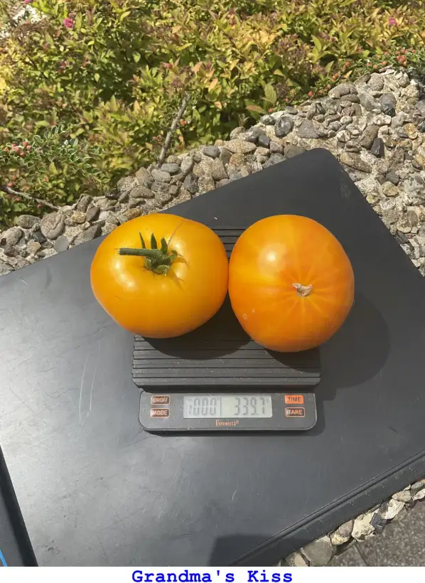 Tomaten: Grandma‘s Kiss