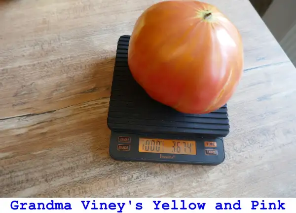 Tomaten: Grandma Viney’s Yellow And Pink