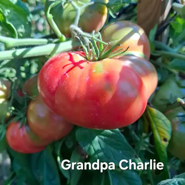 Tomaten: Grandpa Charlie