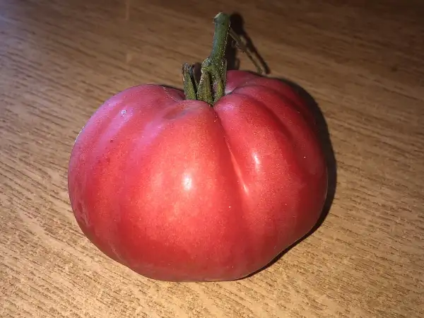 Tomaten: Granny Cantrell German