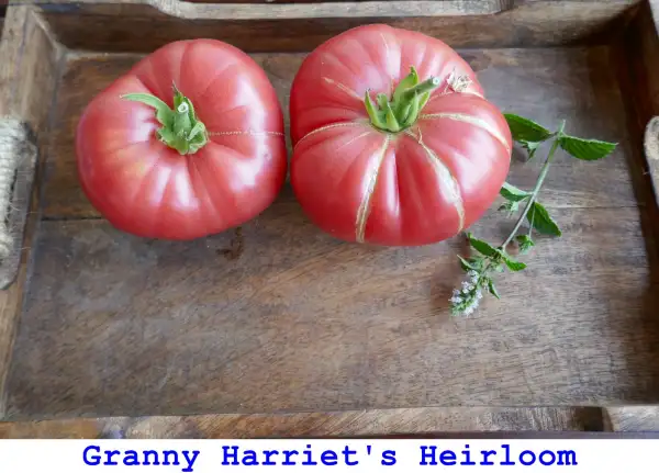 Tomaten: Granny Harriet’s Heirloom