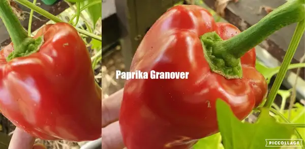Chili / Paprika: Granova - Paprika