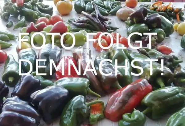 Chili / Paprika: Granova, Paprika süß