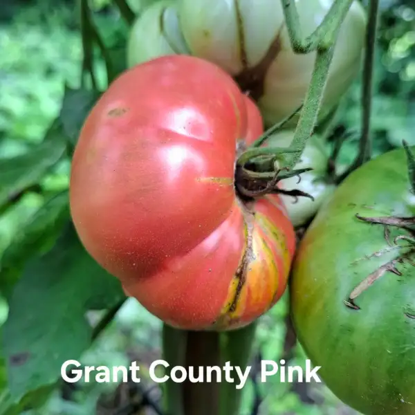 Tomaten: Grant County Pink