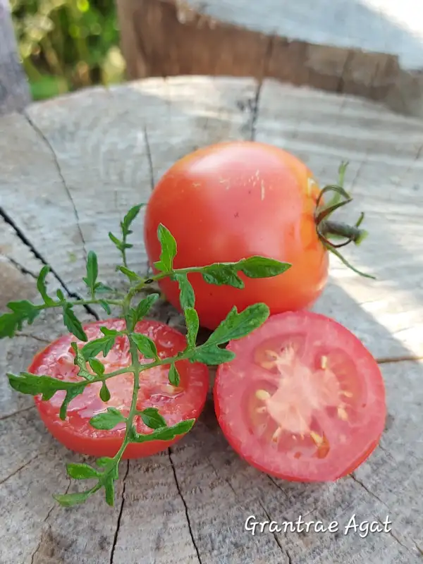 Tomaten: Grantræ Agat