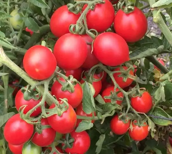 Tomaten: Grapolli d