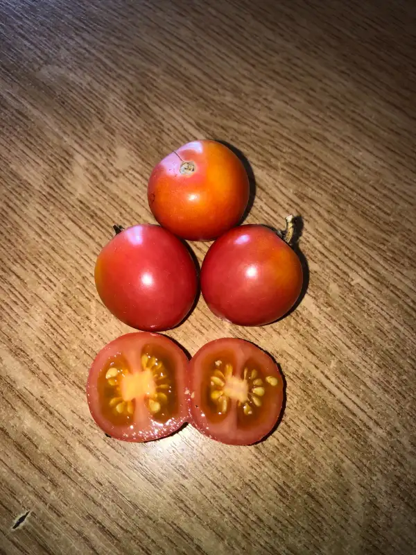 Tomaten: Grappler