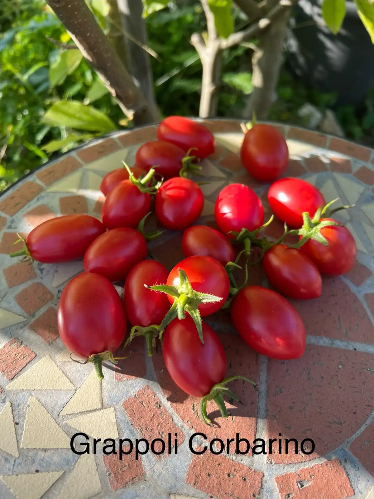 Tomaten: Grappoli Corbarino