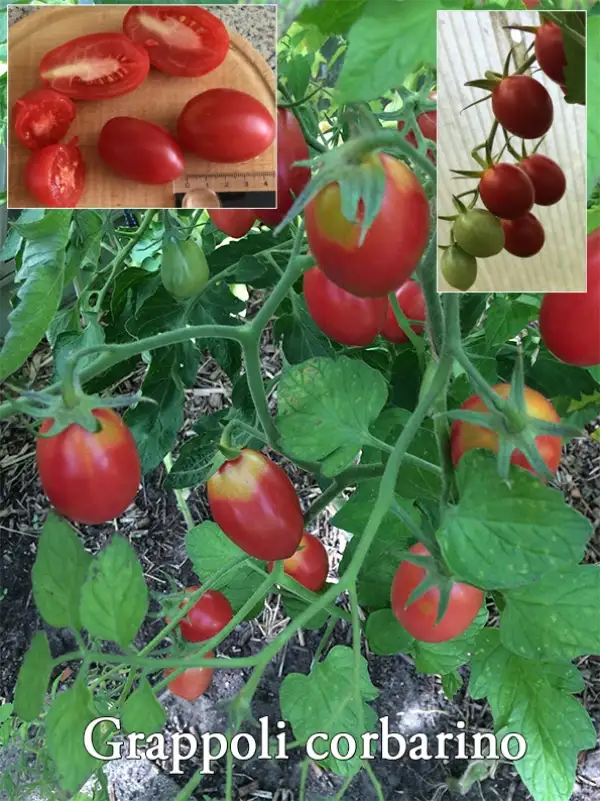 Tomaten: Grappoli Corbarino