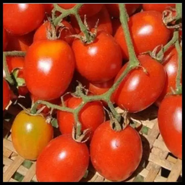 Tomaten: Grappoli D