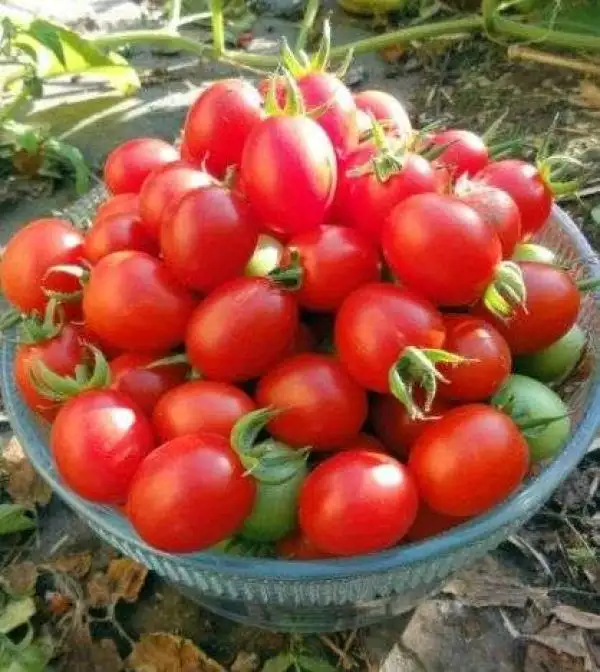 Tomaten: Grappoli d’Inverno