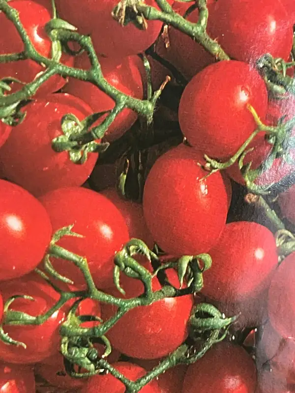 Tomaten: Grappoli de Inverno - Stabtomate