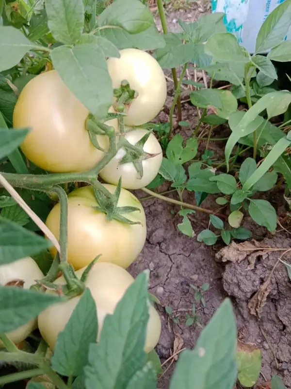 Tomaten: Grappolone