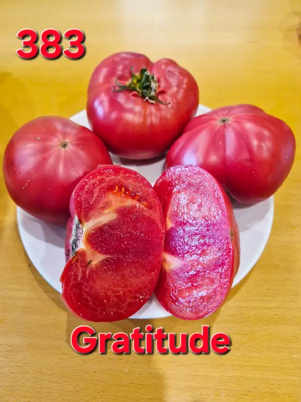 Tomaten: Gratitude