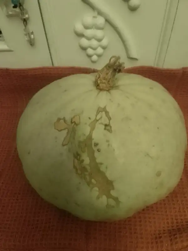 Kürbisse: Grauer Hokkaido sombra Kürbis