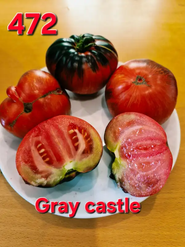 Tomaten: Gray castle