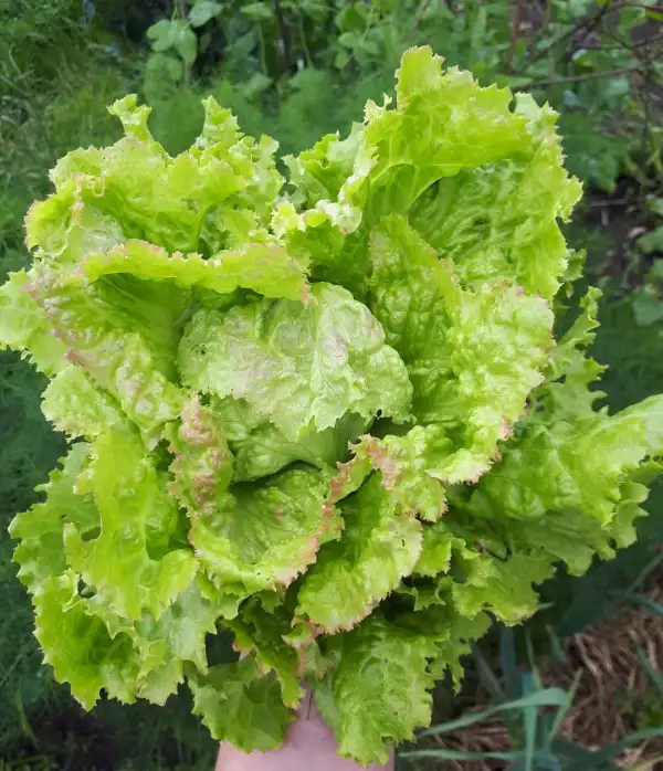 Salate: Grazer Krauthäuptel