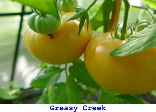 Tomaten: Greasy Creek
