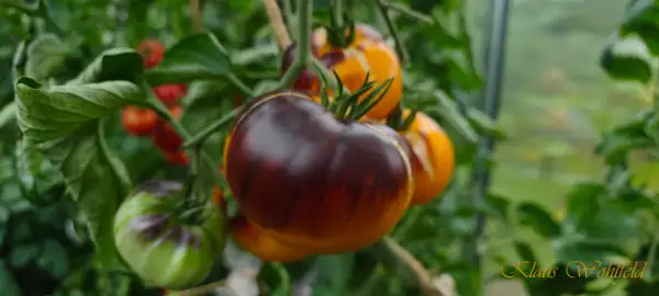 Tomaten: Great Blue