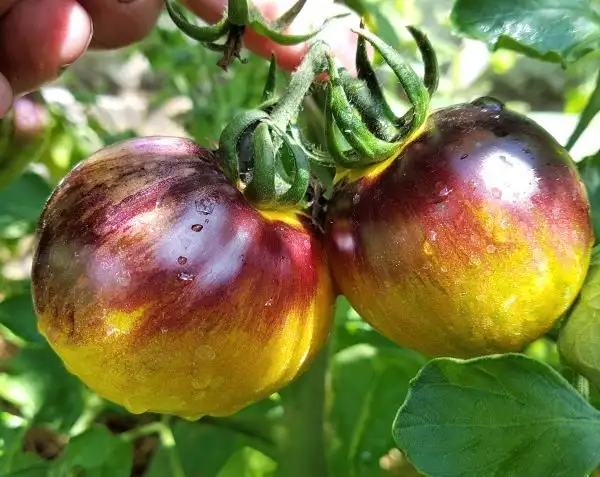 Tomaten: Great Blue