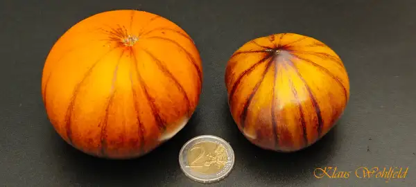 Tomaten: Great Blue Stripped