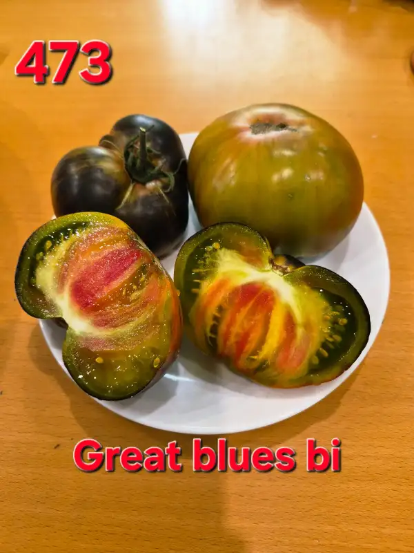 Tomaten: Great blues bi