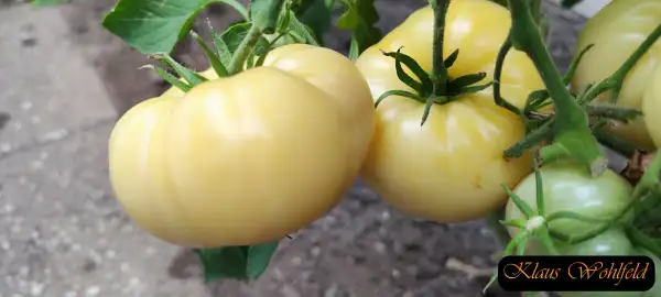 Tomaten: Great White