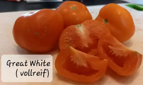 Tomaten: Great White