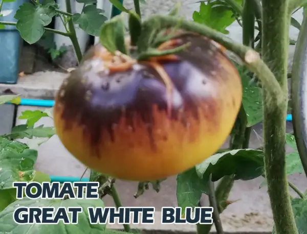 Tomaten: Great White Blue