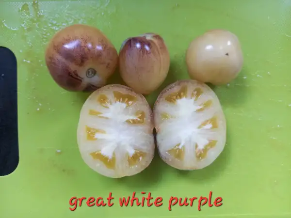 Tomaten: Great White Purple