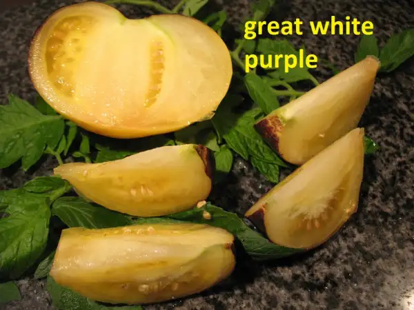 Tomaten: Great White Purple
