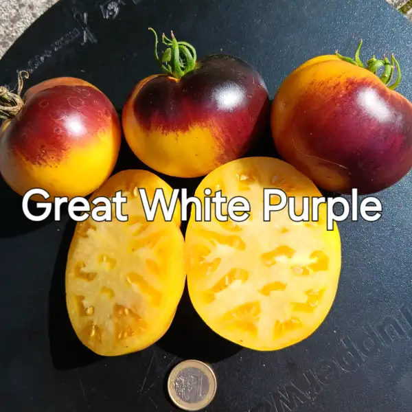 Tomaten: Great White Purple