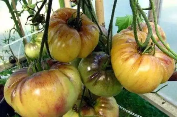 Tomaten: Great White Purple