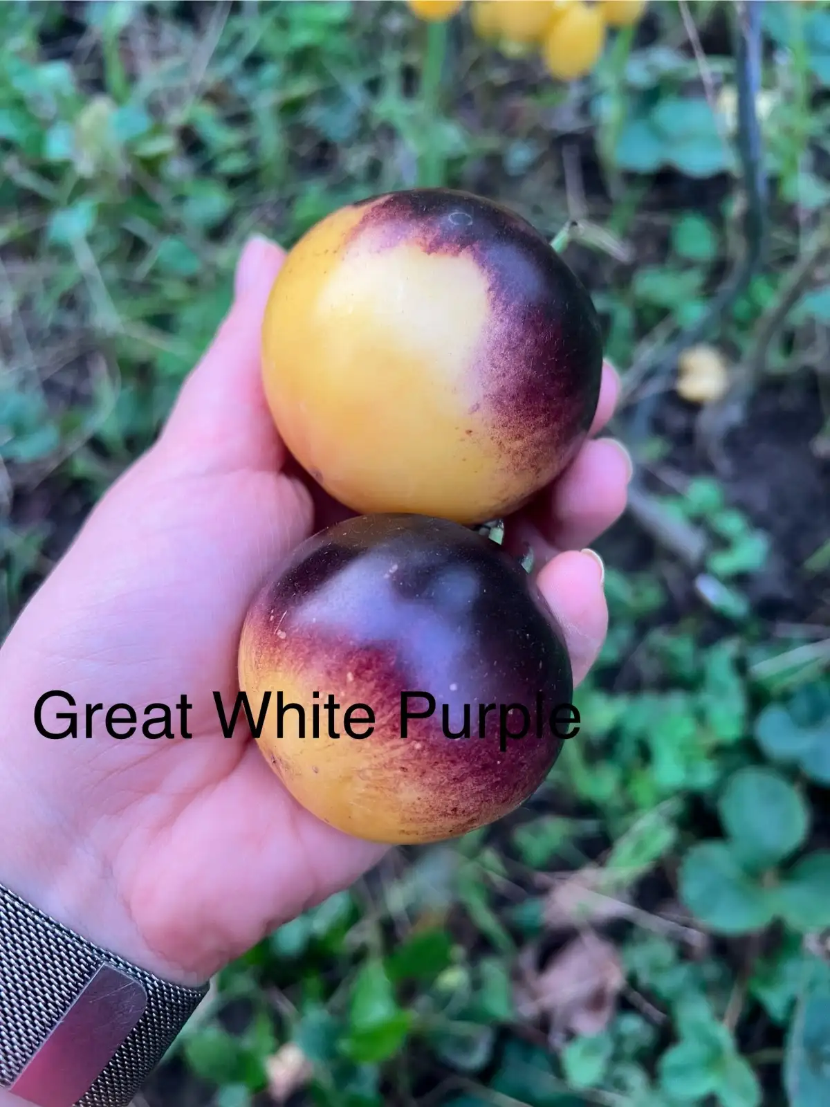 Tomaten: Great White Purple