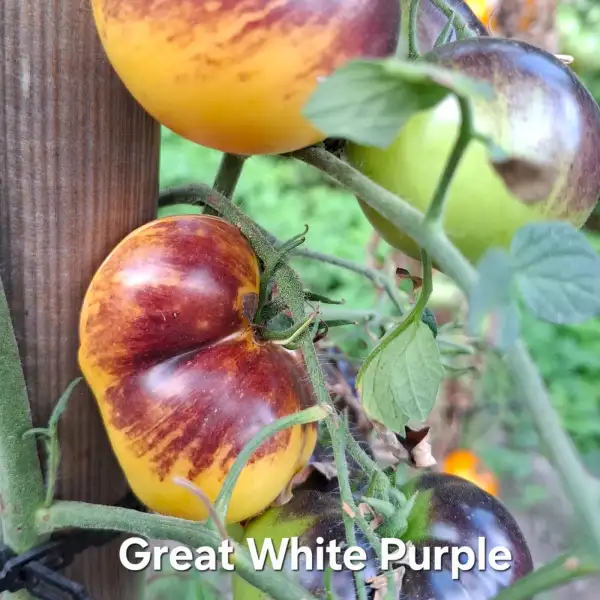 Tomaten: Great White Purple