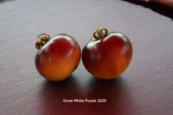 Tomaten: Great White Purple