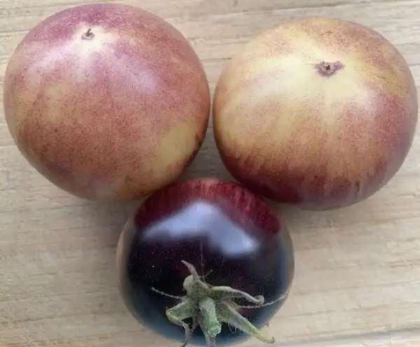 Tomaten: Great White Purple