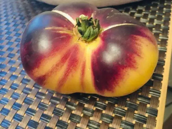 Tomaten: Great White Purple