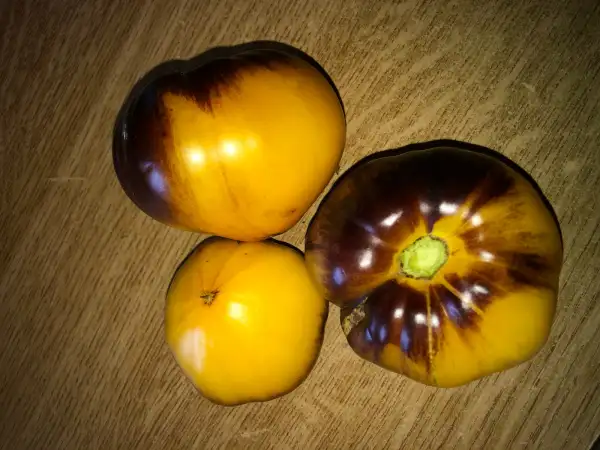 Tomaten: Great Yellow Blue