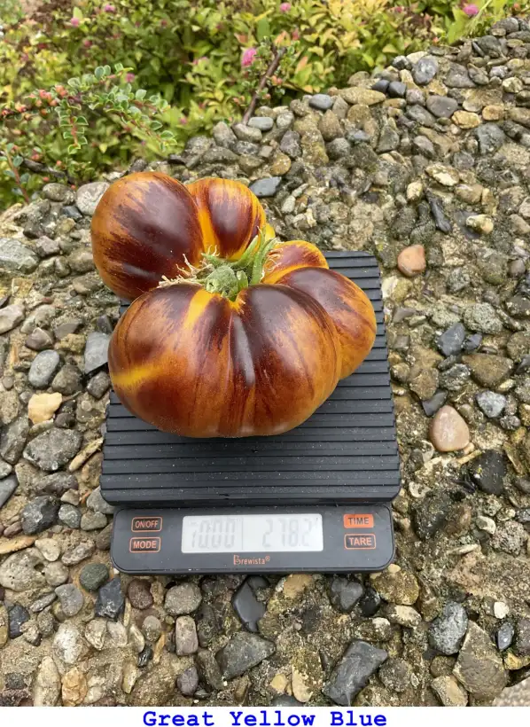 Tomaten: Great Yellow Blue