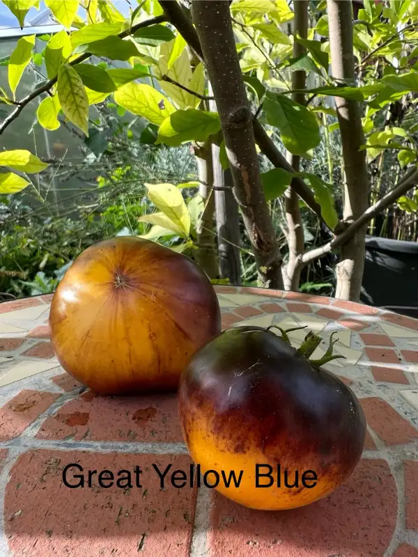 Tomaten: Great Yellow Blue