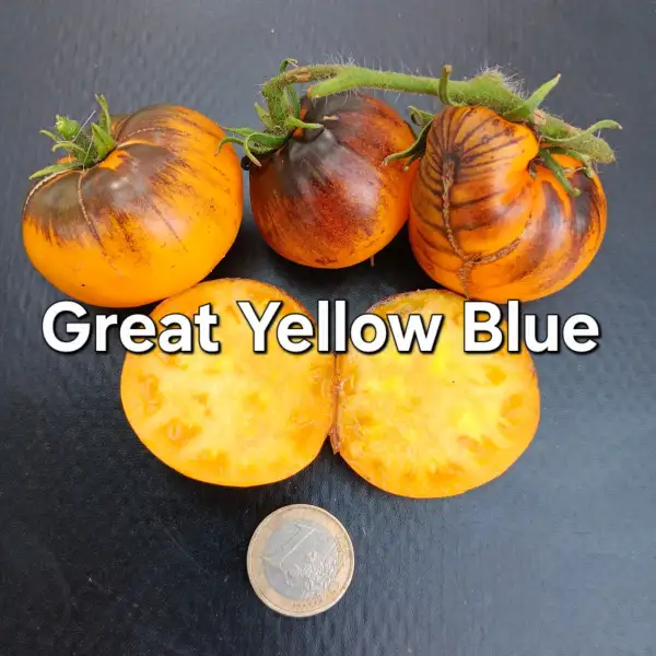 Tomaten: Great Yellow Blue