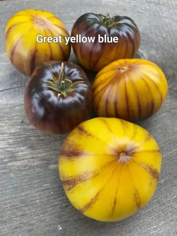 Tomaten: Great Yellow Blue
