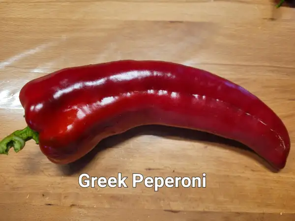 Chili / Paprika: Greek Peperoni	Schärfe:	2-3	Höhe:	80-120cm