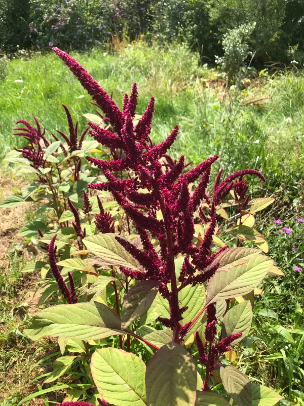 andere Gemüse: Greek Purple (Amaranthus tricolor)